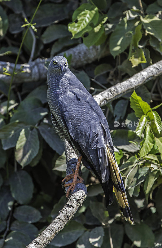 鹤鹰(Geranospiza caerulescens)是鹰科的一种猛禽。在巴西的潘塔纳尔。